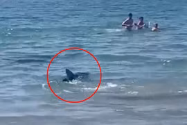 Cá mập bơi sát bờ khiến du khách đang tắm biển hoảng sợ