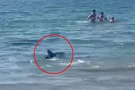 Cá mập bơi sát bờ khiến du khách đang tắm biển hoảng sợ