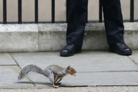 Cảnh sát Trung Quốc huấn luyện đội quân sóc đánh hơi ma túy