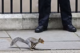 Cảnh sát Trung Quốc huấn luyện đội quân sóc đánh hơi ma túy