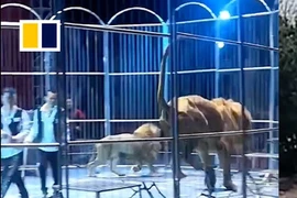 Khoảnh khắc hai con sư tử thoát khỏi lồng sắt lúc đang biểu diễn xiếc