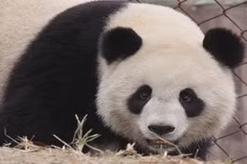 Chăm sóc gấu trúc, nhận lương 3.000 USD/tháng