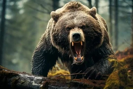 Tìm thấy thi thể bà lão với nhiều vết xước, nghi bị gấu tấn công 