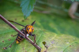 Bất ngờ phát hiện tổ ong bắp cày “sát thủ” đầu tiên ở Mỹ