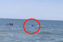 Tưởng cá mập rình rập, du khách tắm biển sợ hãi tháo chạy 