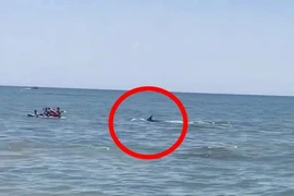 Tưởng cá mập rình rập, du khách tắm biển sợ hãi tháo chạy 
