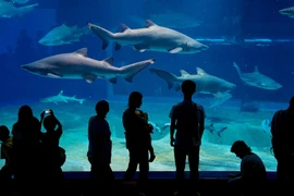 Nhật Bản: Cá mập có nguy cơ tuyệt chủng sinh con trong thủy cung