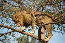 Bị kết án 17 năm tù vì đầu độc chết 6 con sư tử