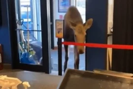 Nai rừng bất ngờ đi vào rạp chiếu phim ở Alaska