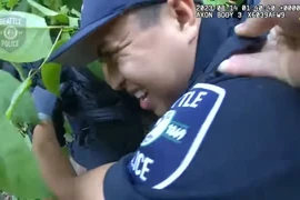 Đang bắt cướp, cảnh sát Mỹ bất ngờ bị đàn ong bắp cày tấn công