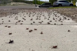 Hàng triệu con dế tràn ngập đường phố ở Mỹ, trông như bệnh dịch đáng sợ