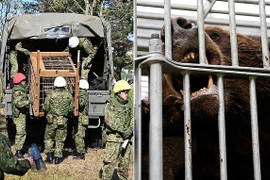 Nhật Bản huy động binh sĩ sau loạt vụ gấu hoang tấn công gây chết người