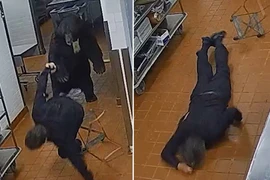 Gấu bất ngờ tấn công nhân viên bảo vệ khách sạn hạng sang