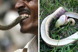Bị người đàn ông cắn trả, con rắn độc chết ngay tại chỗ