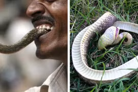 Bị người đàn ông cắn trả, con rắn độc chết ngay tại chỗ