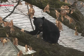 Phát hiện chú chó chết trong bụi rậm, nghi bị gấu tấn công