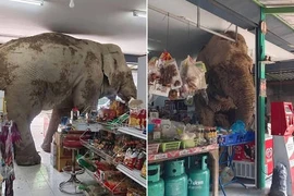 Voi hoang dã ‘mò’ vào hàng tạp hoá kiếm thức ăn