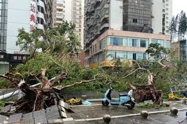 Ít nhất 2 người thiệt mạng do bão Yagi ở Trung Quốc