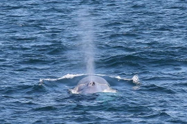 Nhìn thấy cá voi xanh quý hiếm ở Sydney sau 20 năm