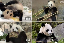 Công viên Nhật Bản chuyển tất cả 4 con gấu trúc về Trung Quốc