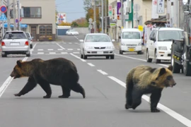 ‘Bảo hiểm gấu’ mới ra mắt tại Nhật Bản: Thanh toán tối đa tới 64.000USD
