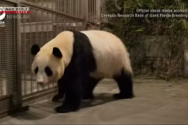 Bốn con gấu trúc ở Nhật Bản được đưa về Trung Quốc