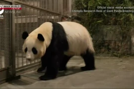 Bốn con gấu trúc ở Nhật Bản được đưa về Trung Quốc