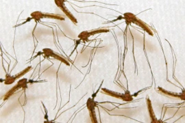 Mỹ dùng máy bay không người lái săn...muỗi