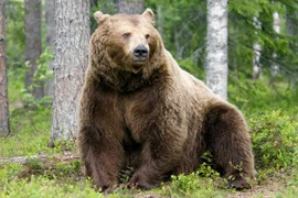 Đi phát báo, người đàn ông 52 tuổi bị gấu tấn công tử vong