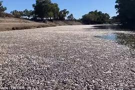 Cá chết trắng mặt sông ở Australia