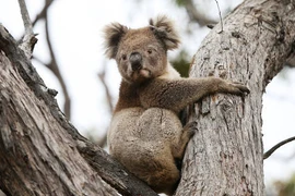 Chính quyền Australia bị chỉ trích sau vụ tiêu hủy hàng trăm con gấu Koala 