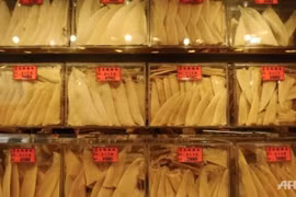 Hàng không Hàn Quốc cấm vận chuyển vây cá mập 