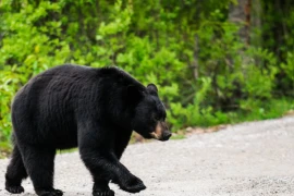 Gấu đen bất ngờ vồ lấy người đàn ông đang uống cà phê