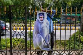 Ấn Độ thuê người đóng giả voọc xua đuổi đàn khỉ để bảo vệ hội nghị G20