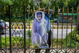 Ấn Độ thuê người đóng giả voọc xua đuổi đàn khỉ để bảo vệ hội nghị G20