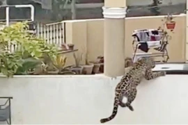 Báo hoa mai sổng chuồng làm náo loạn khu dân cư ở Pakistan