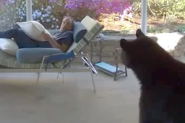 Giật bắn người khi đột nhiên đối mặt với gấu trong sân nhà