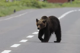 Bà lão 73 tuổi bị gấu tấn công, được phát hiện trong tình trạng bất tỉnh