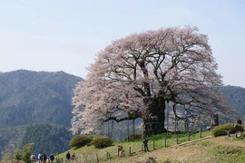 Cây anh đào khổng lồ 1.000 năm tuổi ở Nhật Bản nở rộ