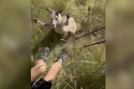 Bị kangaroo tấn công, người phụ nữ phải phẫu thuật