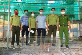 [Tin nhanh sáng 14-7-2021] Cứu hộ thả về rừng cá thể khỉ vàng nằm trong sách đỏ thế giới