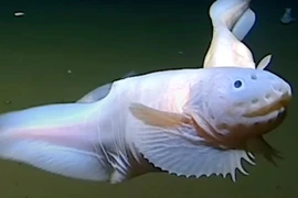 Phát hiện loài cá sống ở độ sâu nhất thế giới
