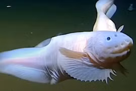 Phát hiện loài cá sống ở độ sâu nhất thế giới