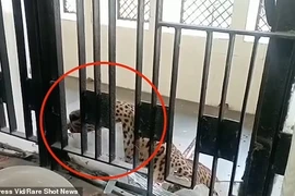 Báo hoa mai tấn công người trong tòa án ở Ấn Độ