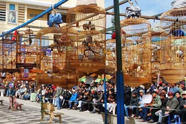 Tiếng chim hót trong rừng bê tông