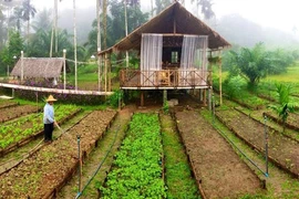 Chuyện cái lá rau là thế… 