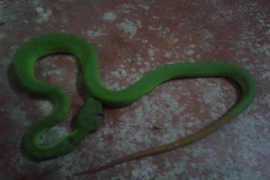 Rắn lục đuôi đỏ xuất hiện nhiều bất thường 