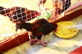 Đặc sản tiến vua gà Đông Tảo, cá Anh Vũ bạc triệu hút khách