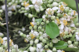 Hương bưởi tháng ba