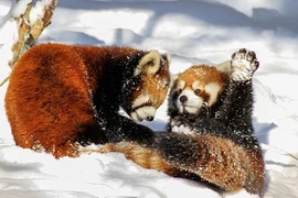 Những hình ảnh đáng yêu của loài gấu trúc đỏ cực kỳ quý hiếm